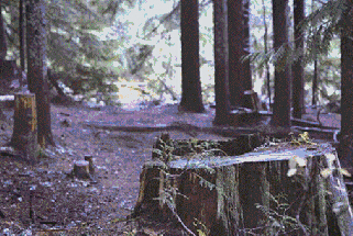 ▲地球環境不斷惡化